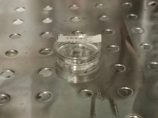  新鲜胚胎 上面标签为患者的姓名以及新鲜胚胎的存放日期 即将被植入母体或被放入液氮罐冷冻保存&nbsp;图片摄于四川省人民医院 图片来源：界面新闻