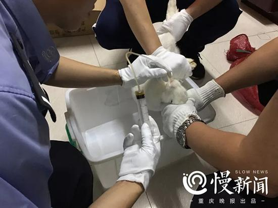 为了取得毒物的数据，法医在兔子身上做实验。生死镜像