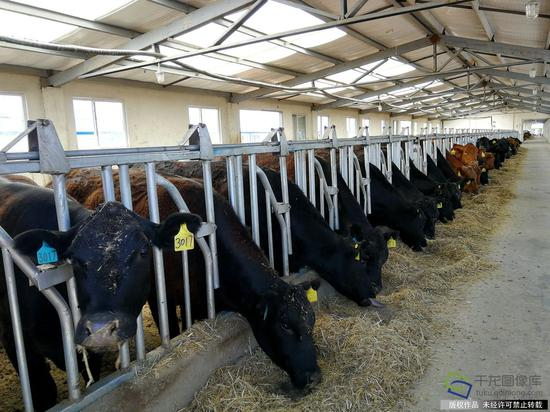 图为坐落于曙光现代农业循环经济园区内的内蒙古绿丰泉农牧科技有限公司的肉牛养殖厂区。千龙网记者 柳杰摄