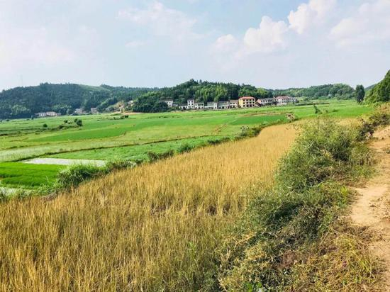 因化学品污染而干枯的作物。新京报记者庞礡&nbsp;&nbsp;摄