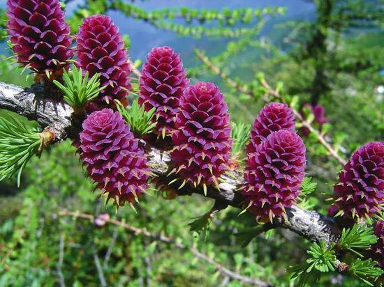 秦岭特有种、国家重点保护植物——太白红杉。资料图片
