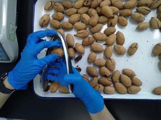 试吃员借助开口器剥开碧根果。新京报记者吴靖 摄