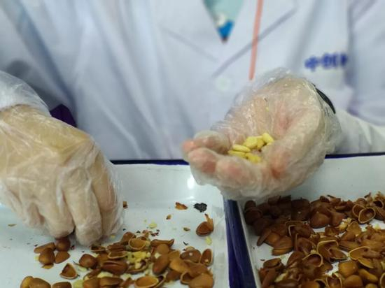 戴着手套检测松子的试吃员。新京报记者吴靖 摄