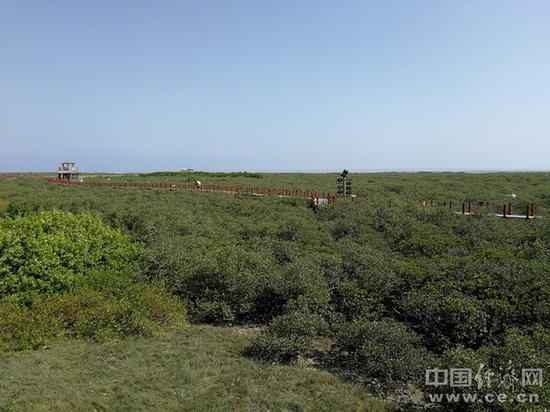 红树林生态保护区。经济日报-中国经济网记者 宋雅静/摄