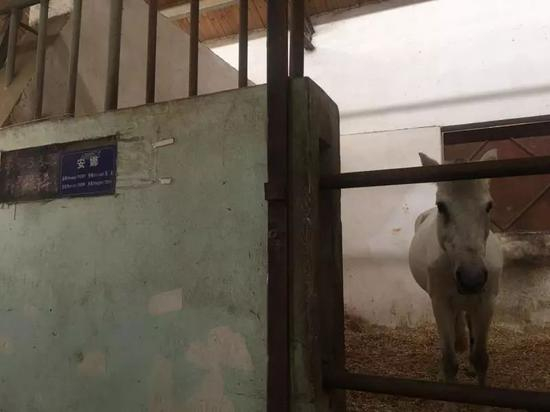  适合儿童训练的Pony马