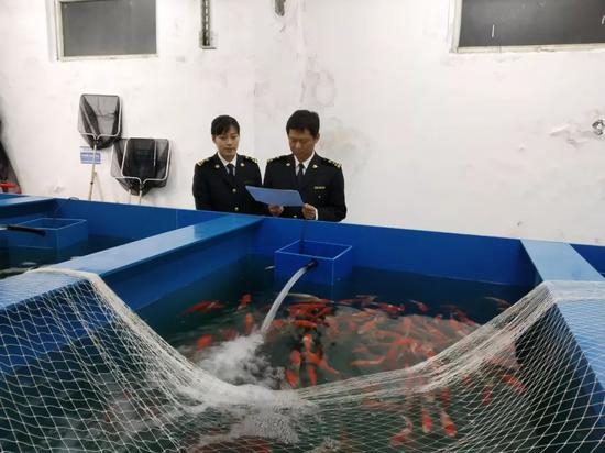  ▲3月27日，深圳海关关员对进口日本锦鲤隔离检疫监管手册进行核查。&nbsp;（深圳海关）