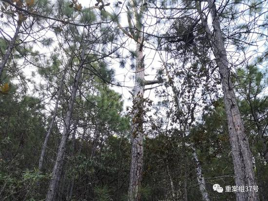 ▲田火山山腰以上林木茂密。新京报记者程亚龙 摄