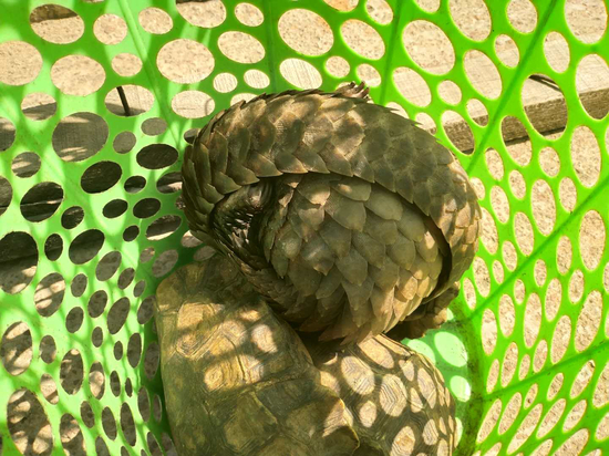  当地市场上卖的穿山甲。&nbsp;&nbsp;&nbsp;