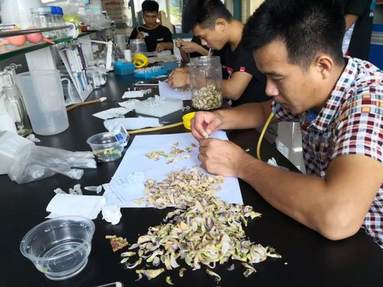↑海南三亚南繁科学技术研究院的实验室里，育种人员在对新品种的抗虫性做试验。（乔金亮摄）