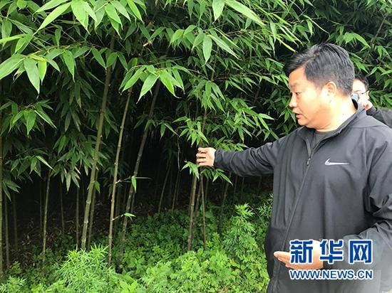 图为彝良县小草坝镇党委书记董建华介绍方竹（笋用竹）种植情况。新华网 陈颖 摄