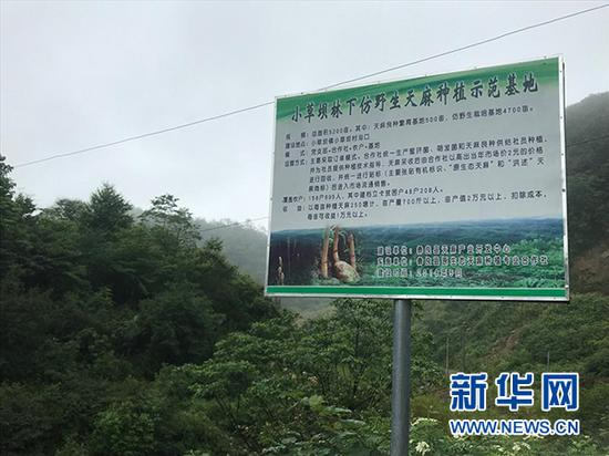 图为小草坝林下仿野生天麻种植示范基地。新华网 陈颖 摄