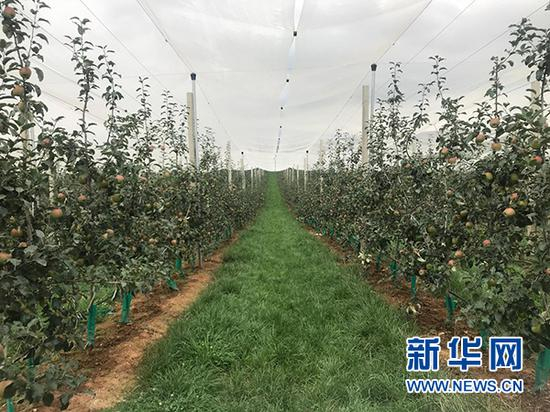 图为昭通海升现代农业有限公司苹果采购基地。该批果树于2017年3月种植，现已挂果。新华网 陈颖 摄