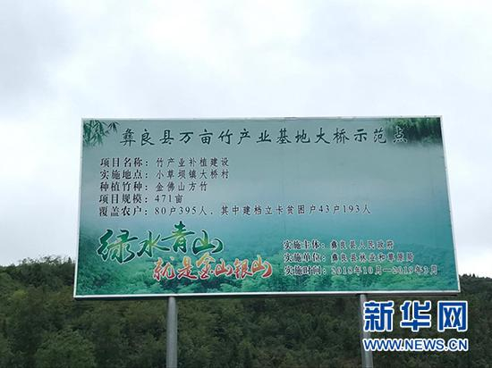 图为小草坝镇万亩竹产业种植示范区。新华网 陈颖 摄