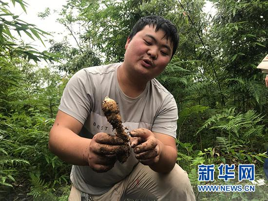 图为彝良县原生态天麻种植专业合作社工作人员杨星明展示移栽后的天麻。新华网 陈颖 摄