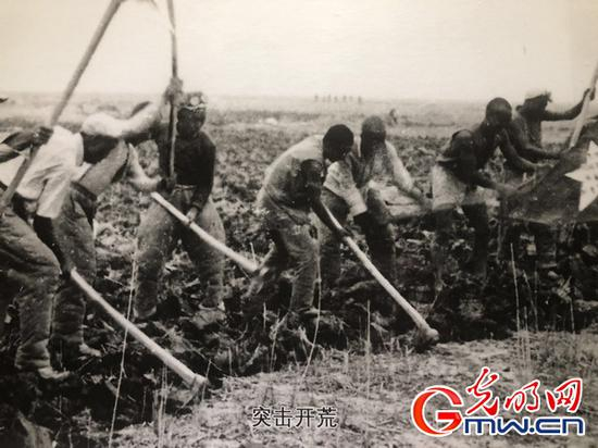 草湖农场某突击小队劳动的场景。资料图