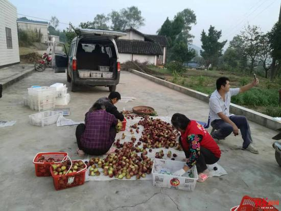 ▲ 9月27日早上6点过，刚刚从地里采摘完无花果，黄金就开了直播。