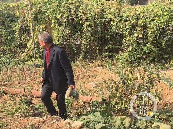 ▲黄维平没事就喜欢种种菜。摄影/上游新闻见习记者 赵克