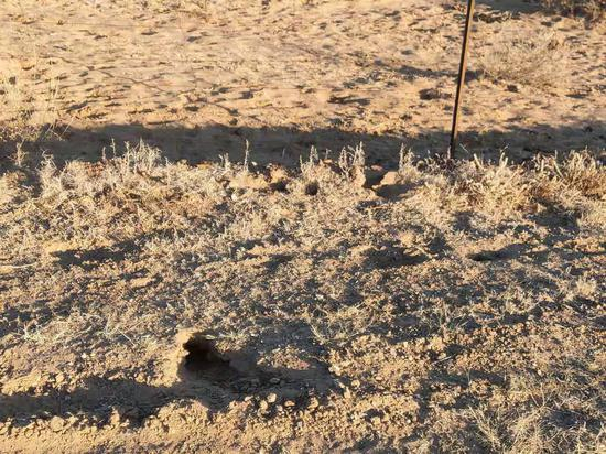  沙地里随处可见的老鼠洞。新京报记者 康佳 摄
