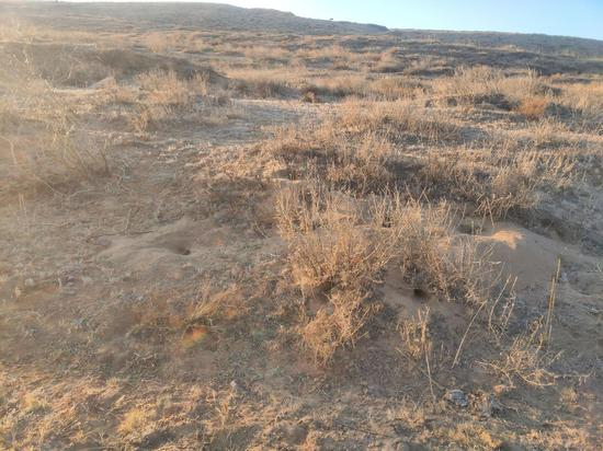  王思家附近的沙地里，老鼠洞随处可见。新京报记者 康佳 摄