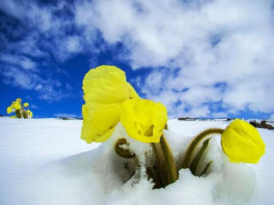 全缘叶绿绒蒿&nbsp;张有才摄