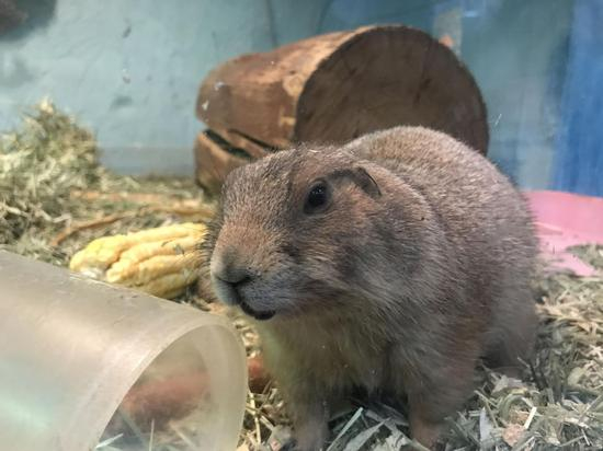 一家室内动物园豢养的土拨鼠。摄影/新京报记者&nbsp;陈超