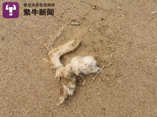  被撕咬后的兔腿