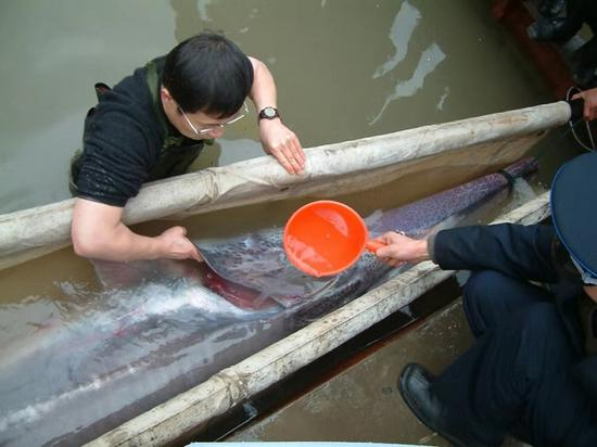 危起伟和团队成员正在救助长江白鲟。 危起伟授权澎湃新闻使用