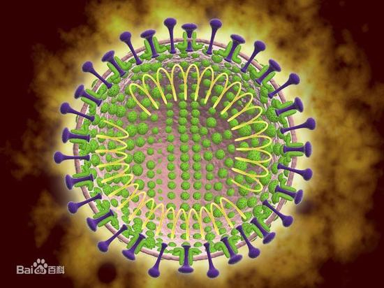 像“皇冠”一样的冠状病毒（图片来源于网络）