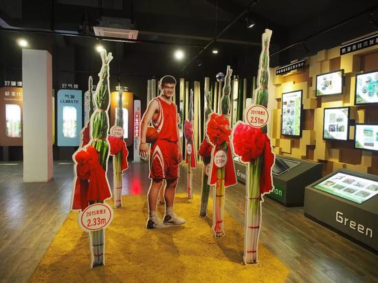  ▲每年章丘的大葱节一到，姚明的亚克力牌就被搬出来了。图/VCG