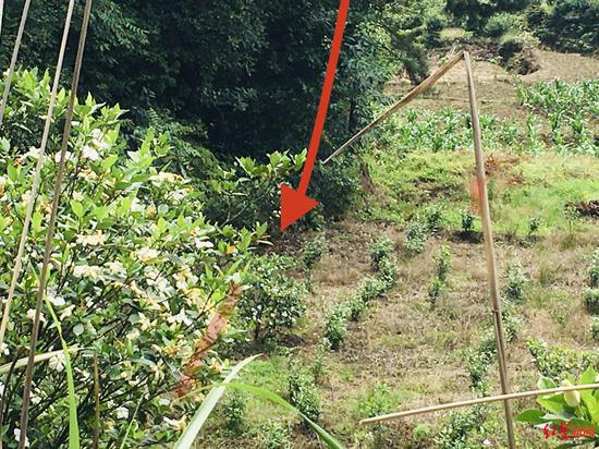  ↑箭头位置发现刘兰尸体