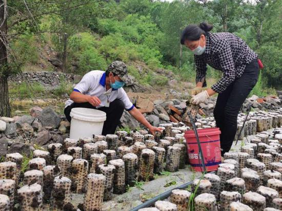 延庆区珍珠泉乡南天门村村民孟雪华正在种植基地栽培黑木耳&nbsp;&nbsp;摄影/柯南雁