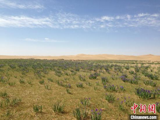 图为如诗如画的阿拉善美景。　晓涵　摄