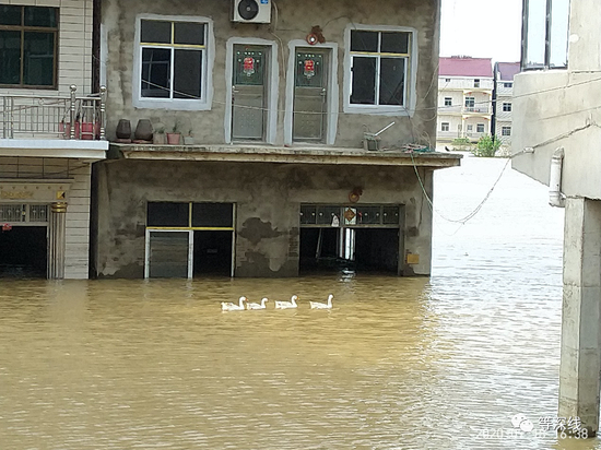 　　昌洲乡洪水给当地带来了诸多麻烦，但对鹅和鸭子来说，却是难得的自由世界。一些鹅、鸭可以比以往有更多、更广的泛游空间。