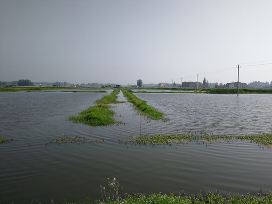 2018年5月29日，湖北省潜江市浩口镇，收虾季节的水位明显高于正常水位