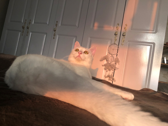 林雅田在上海家中收拾行李，傍晚的阳光洒在猫咪身上。