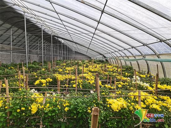 001号高效日光温室大棚里，菊花竞相开放。张香丽 摄&nbsp;