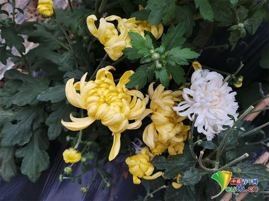 状元红皇绣菊。张香丽摄&nbsp;