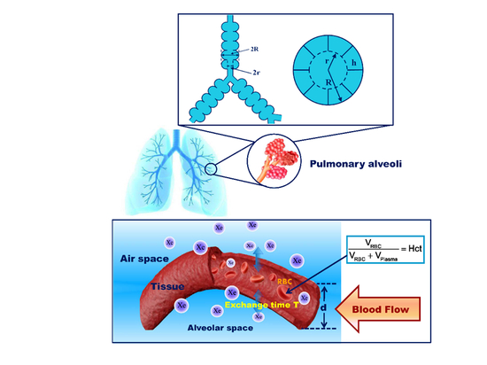 图1：基于超极化129Xe气体磁共振成像技术实现肺部微结构和气血交换功能的定量可视化检测示意图