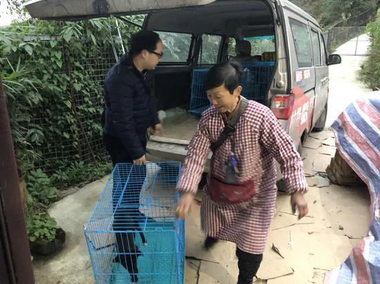 ▲刚刚痊愈的几只小狗回到救助站。新京报记者&nbsp;王翀鹏程 摄&nbsp;