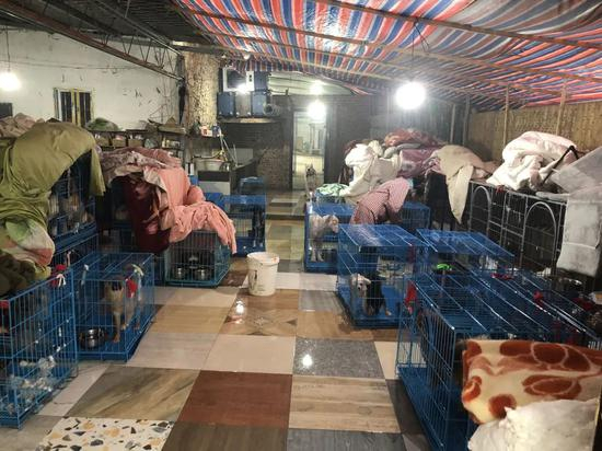 ▲救助站的大厅也堆满狗笼子。新京报记者&nbsp;王翀鹏程 摄&nbsp;