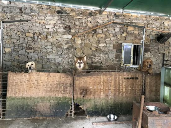 ▲几只大型犬住在简易笼子里，最近文军红正忙着给它们搭新笼子。新京报记者&nbsp;王翀鹏程 摄&nbsp;