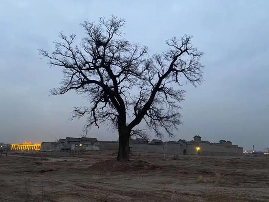 2020年12月8日，村民乔某良家旧址，强拆后仅剩下一棵老槐树。新京报记者 张宇轩 摄