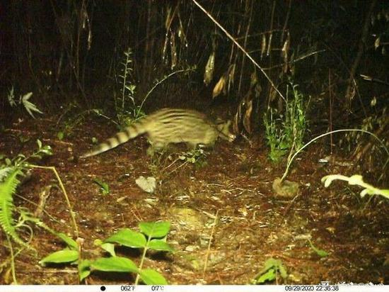 　　去年，浙江温州泰顺乌岩岭国家级自然保护区综合科学考察队通过红外相机首次拍到了小灵猫的身影，这也是近30多年来浙江省内首次获得野生小灵猫的影像记录&nbsp; &nbsp; 图片来源：新华社