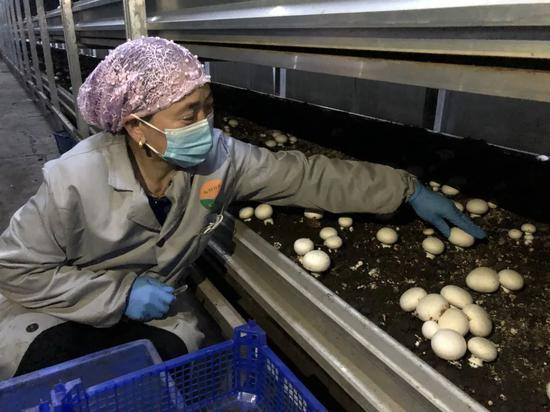 ▲2月2日早上，马春花在菇房里采摘双孢菇。新京报记者 张静姝 摄&nbsp;