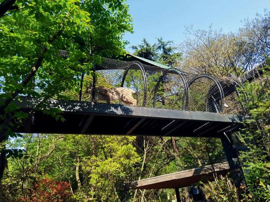 4月9日，南京红山森林动物园“中华猫科馆”展馆，一只猞猁正在通过“天猫通道”。摄影/本刊记者 杜玮