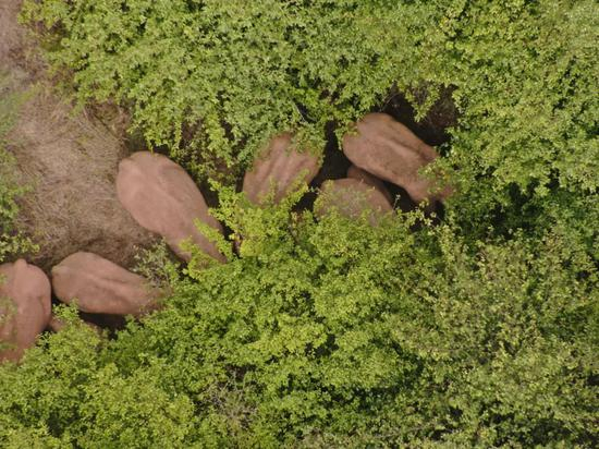 ▲在林间行走的“断鼻家族”。云南省森林消防总队供图