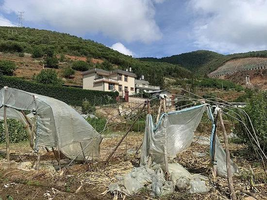  林家门口，被大象啃光的苞谷地。高佳摄