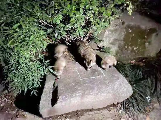 △九城湖滨小区居民拍摄到的画面，几只貉正在吃投喂的猫粮。