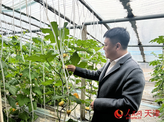 西青区辛口镇大杜庄村党总支书记、村委会主任毕红鸽介绍当下大棚里种植的造型奇特的文玩葫芦。 &nbsp;人民网 孙翼飞摄