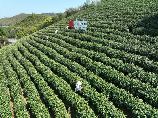 2024年4月9日，采茶工在安吉县上墅乡上墅村采摘白茶。图源 新华社